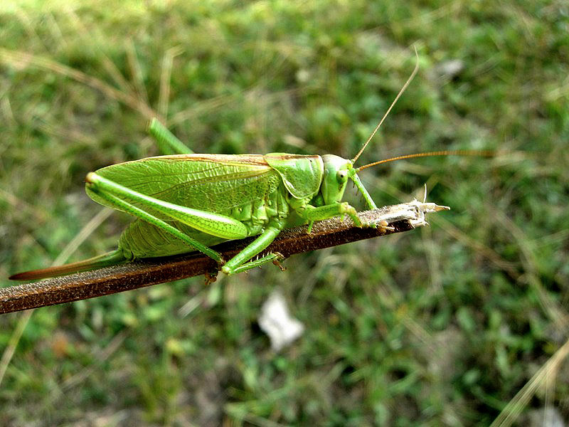 Perch mi guardi e non favelli?